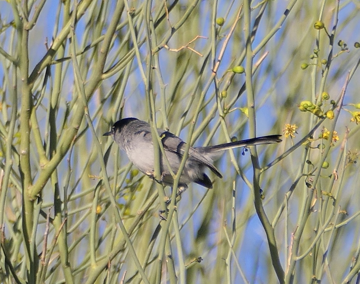 Black-tailed Gnatcatcher - Melanie Barnett