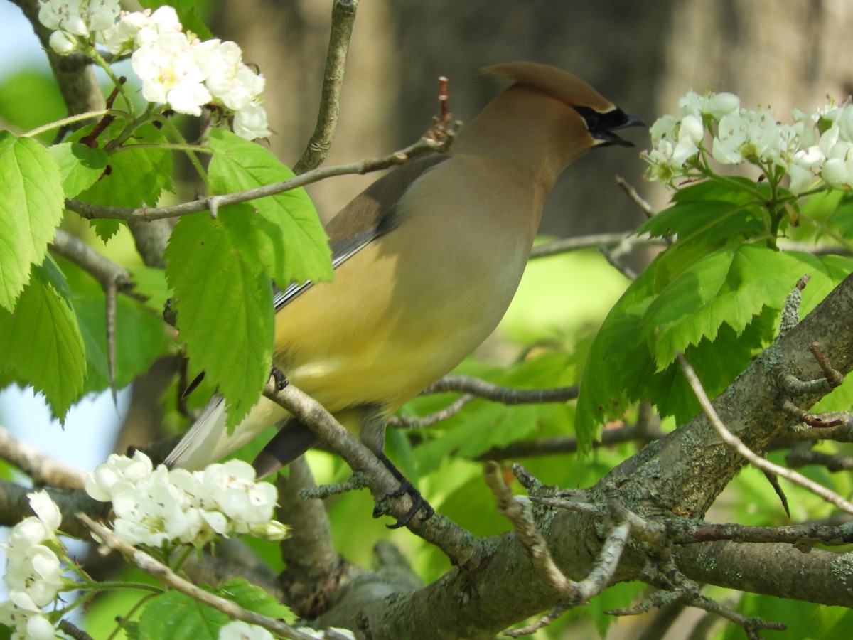 Cedar Waxwing - ML619593028