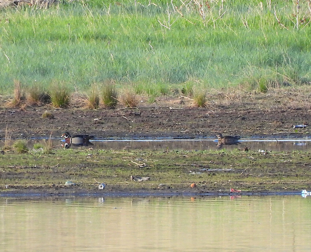 Wood Duck - Ted Floyd