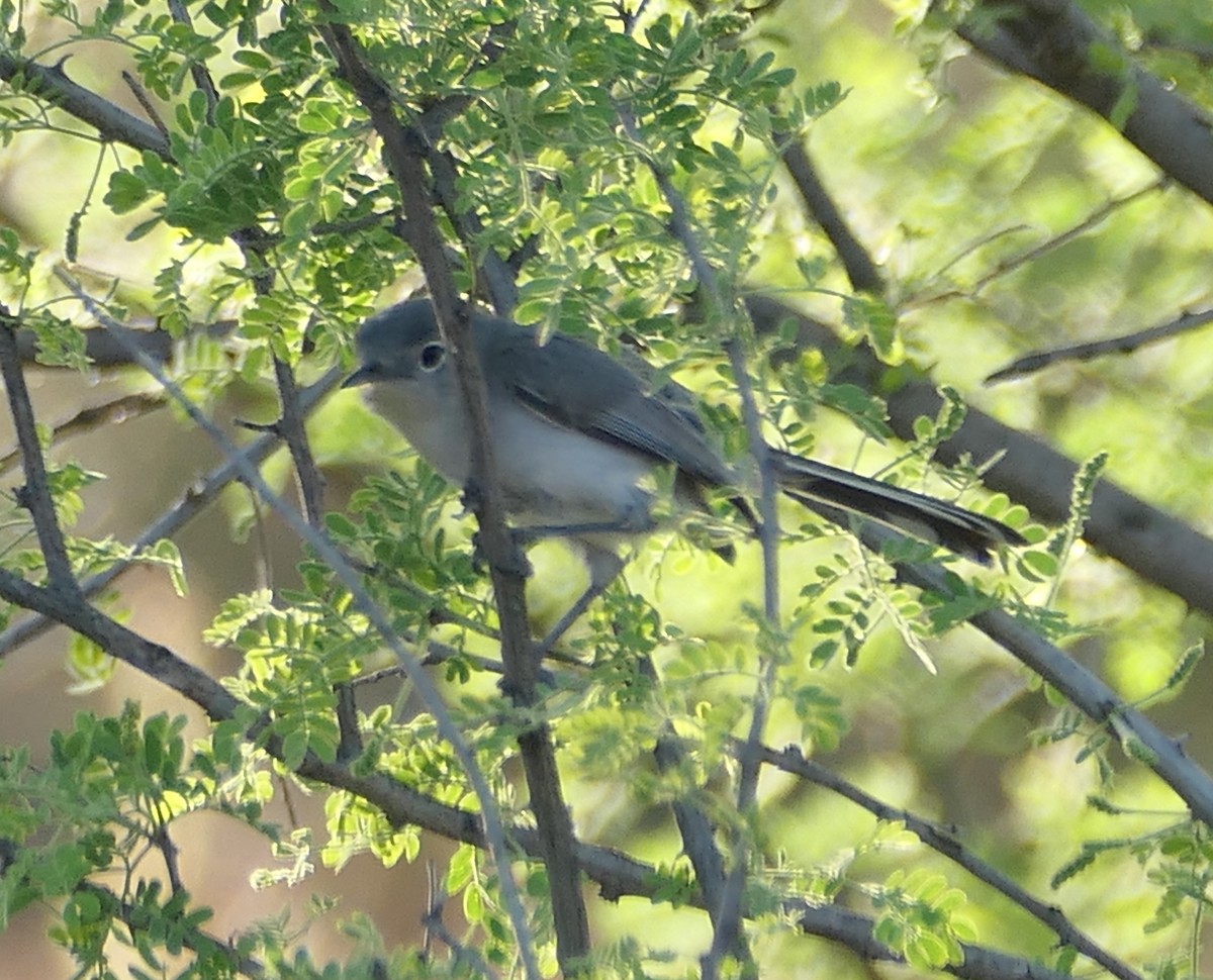 Black-tailed Gnatcatcher - Melanie Barnett