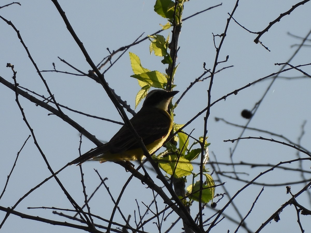 Social Flycatcher - Leandro Niebles Puello