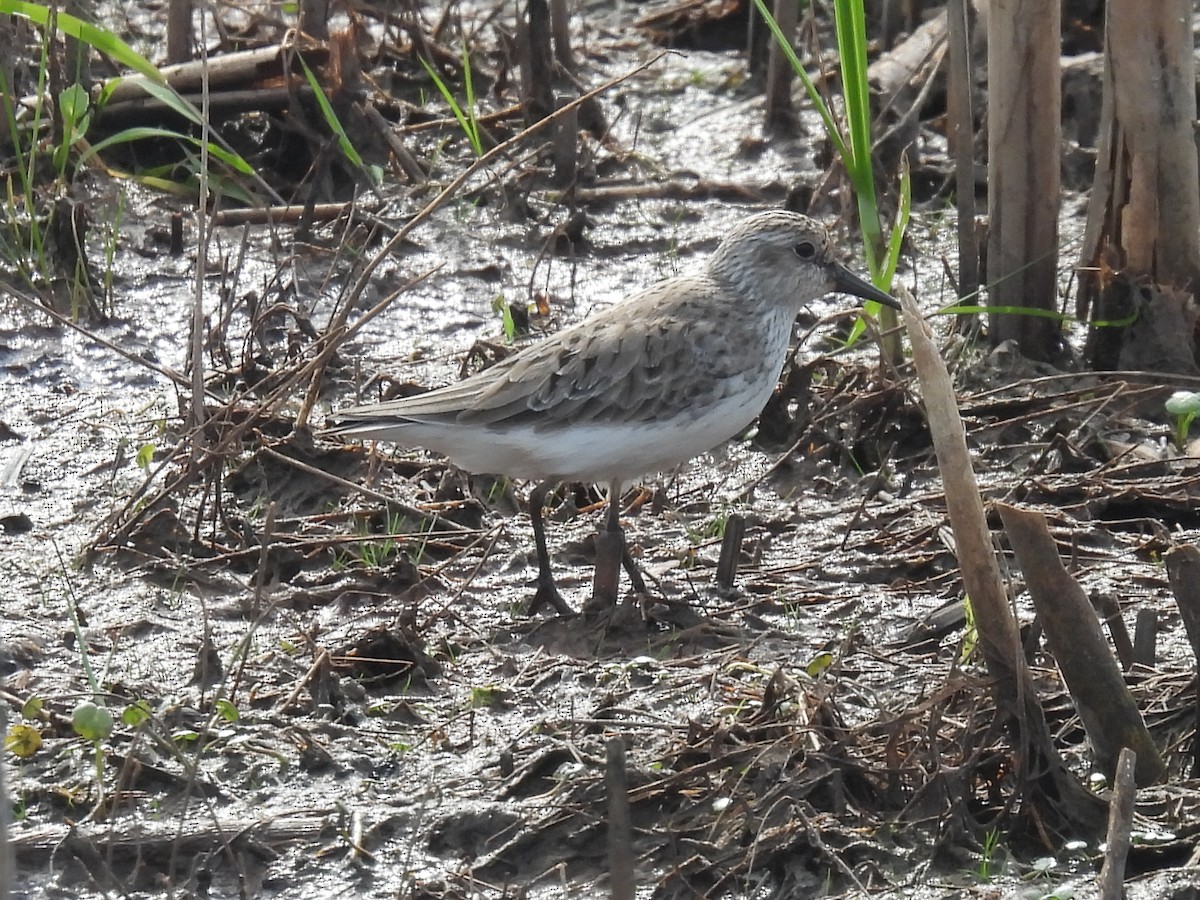 Semipalmated Sandpiper - Cindy Leffelman