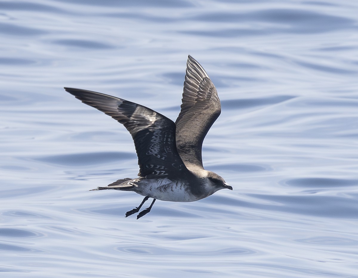 Parasitic Jaeger - Ed Corey