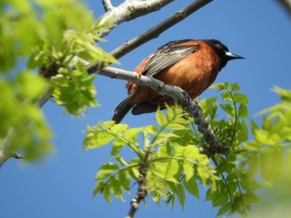 Orchard Oriole - ML619593053