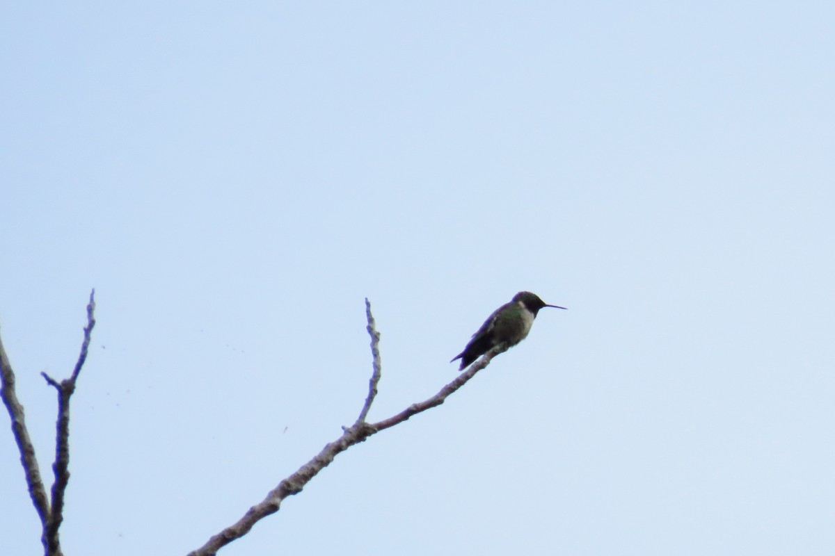 Ruby-throated Hummingbird - Johanne Simard