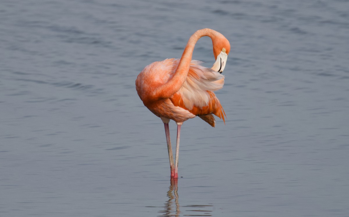 American Flamingo - Larry Wielgot