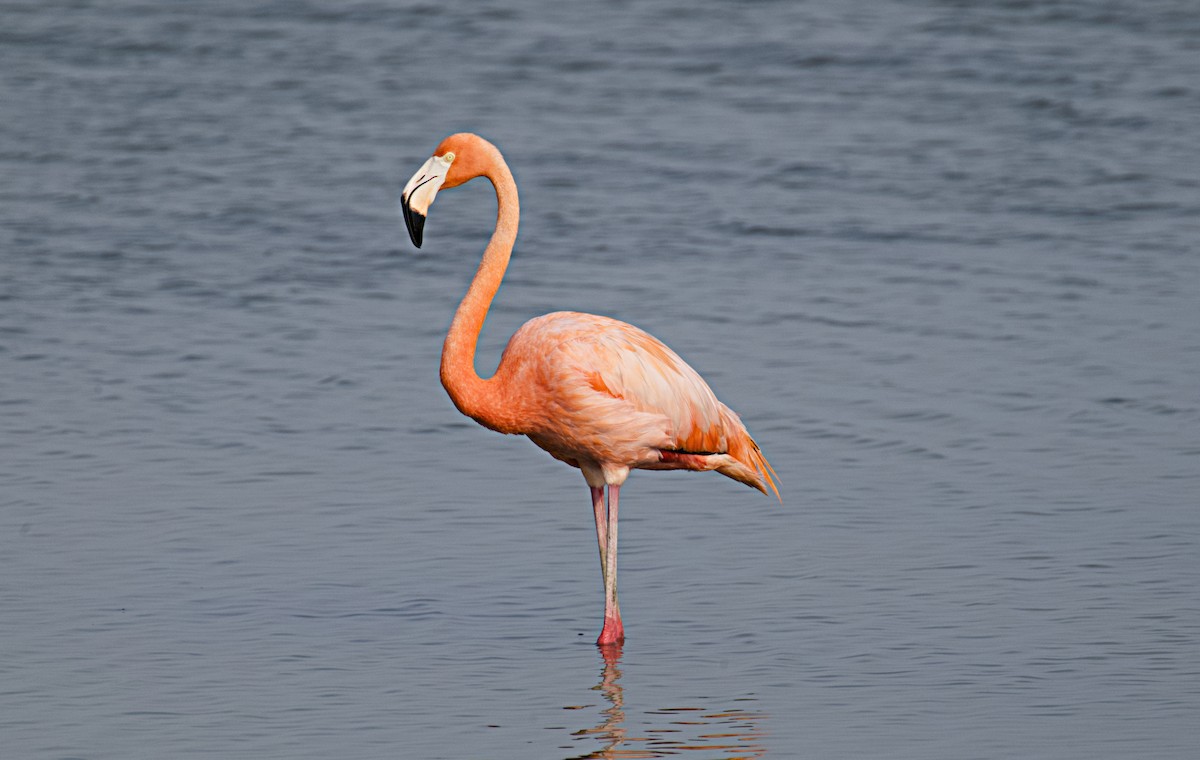 American Flamingo - Larry Wielgot
