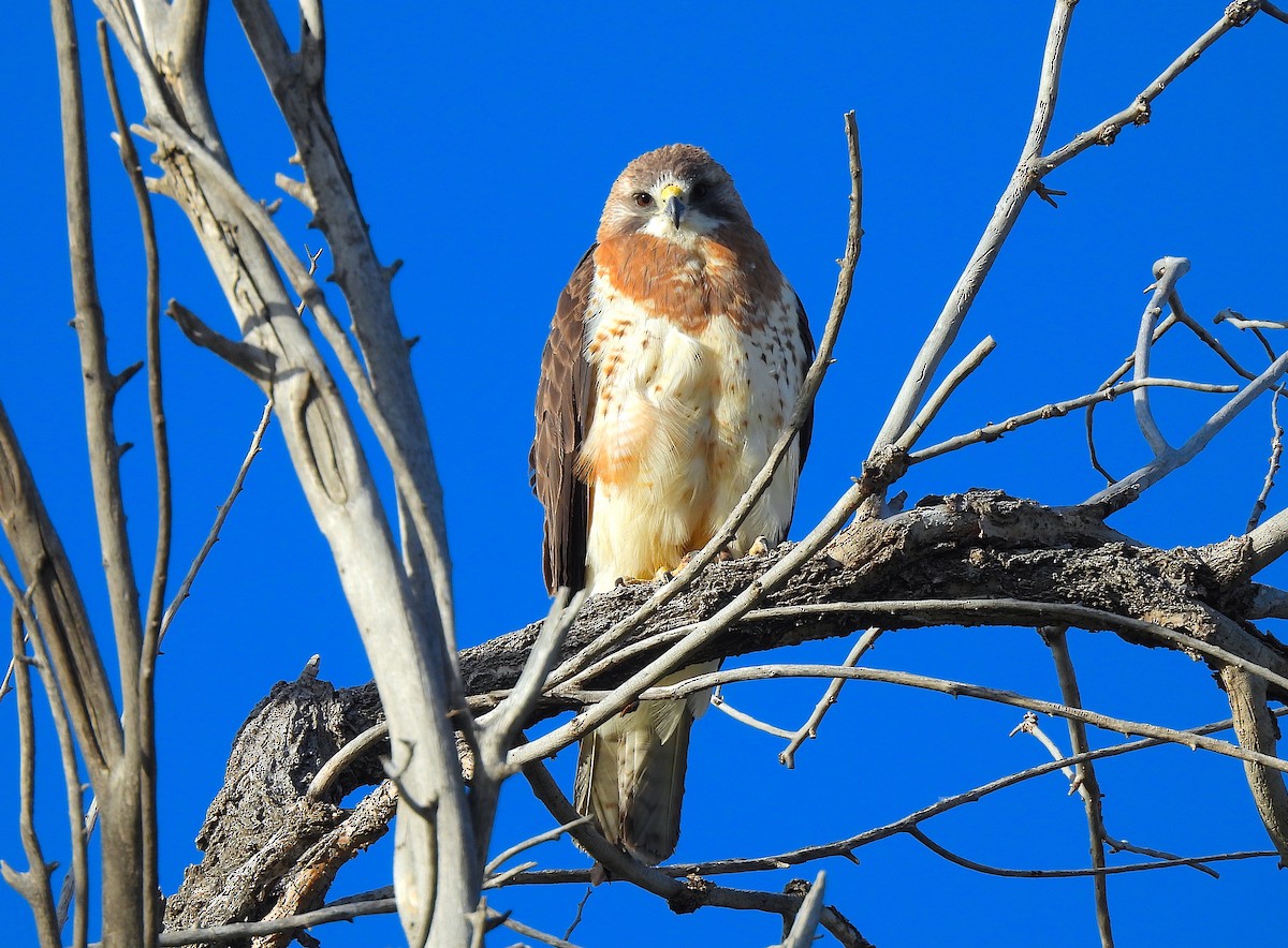 Swainson's Hawk - Ted Floyd