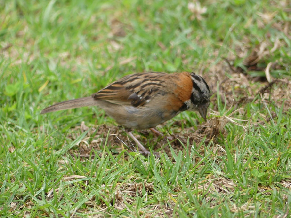 Rufous-collared Sparrow - Andrés Rojas Villalobos