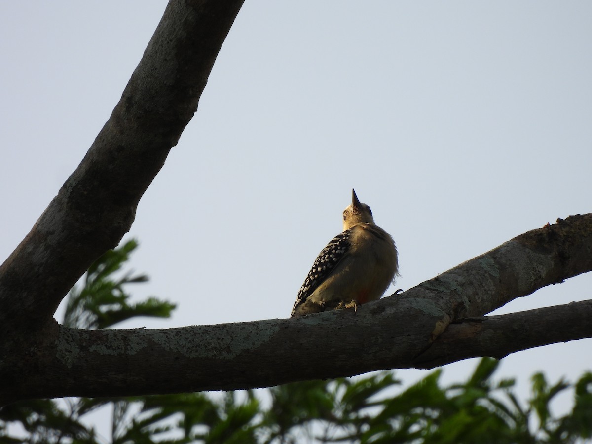 Red-crowned Woodpecker - Leandro Niebles Puello