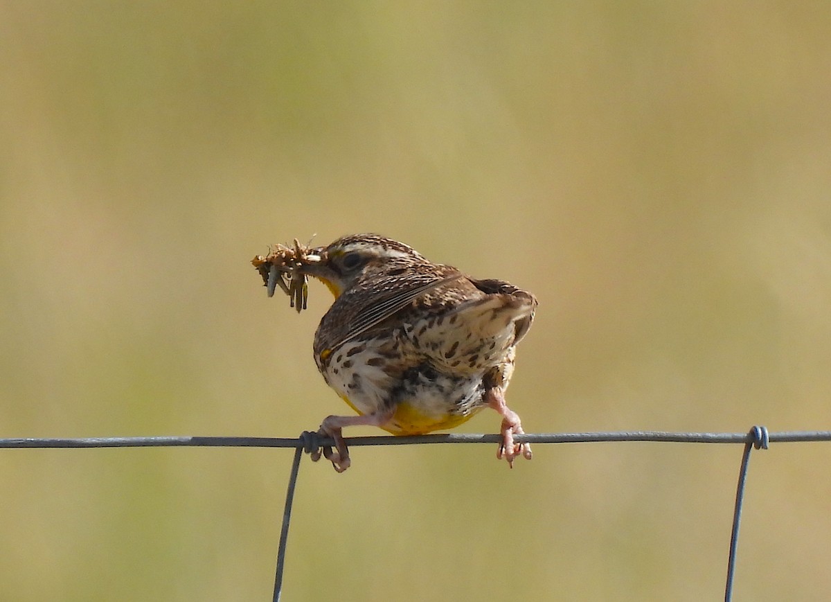 Western Meadowlark - Ted Floyd