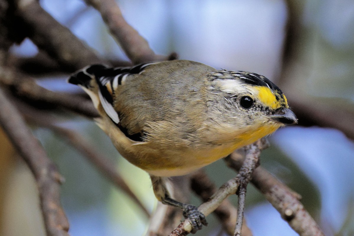 Striated Pardalote - Paul Barden