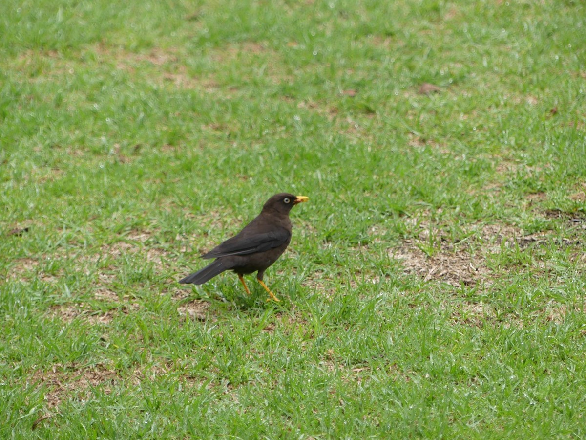 Sooty Thrush - ML619593080