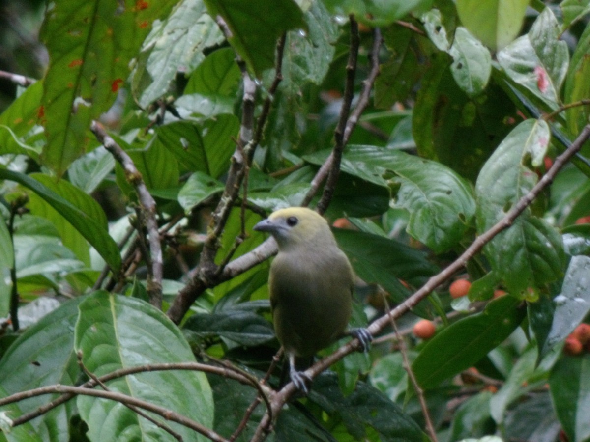 Palm Tanager - Nitzon Abad