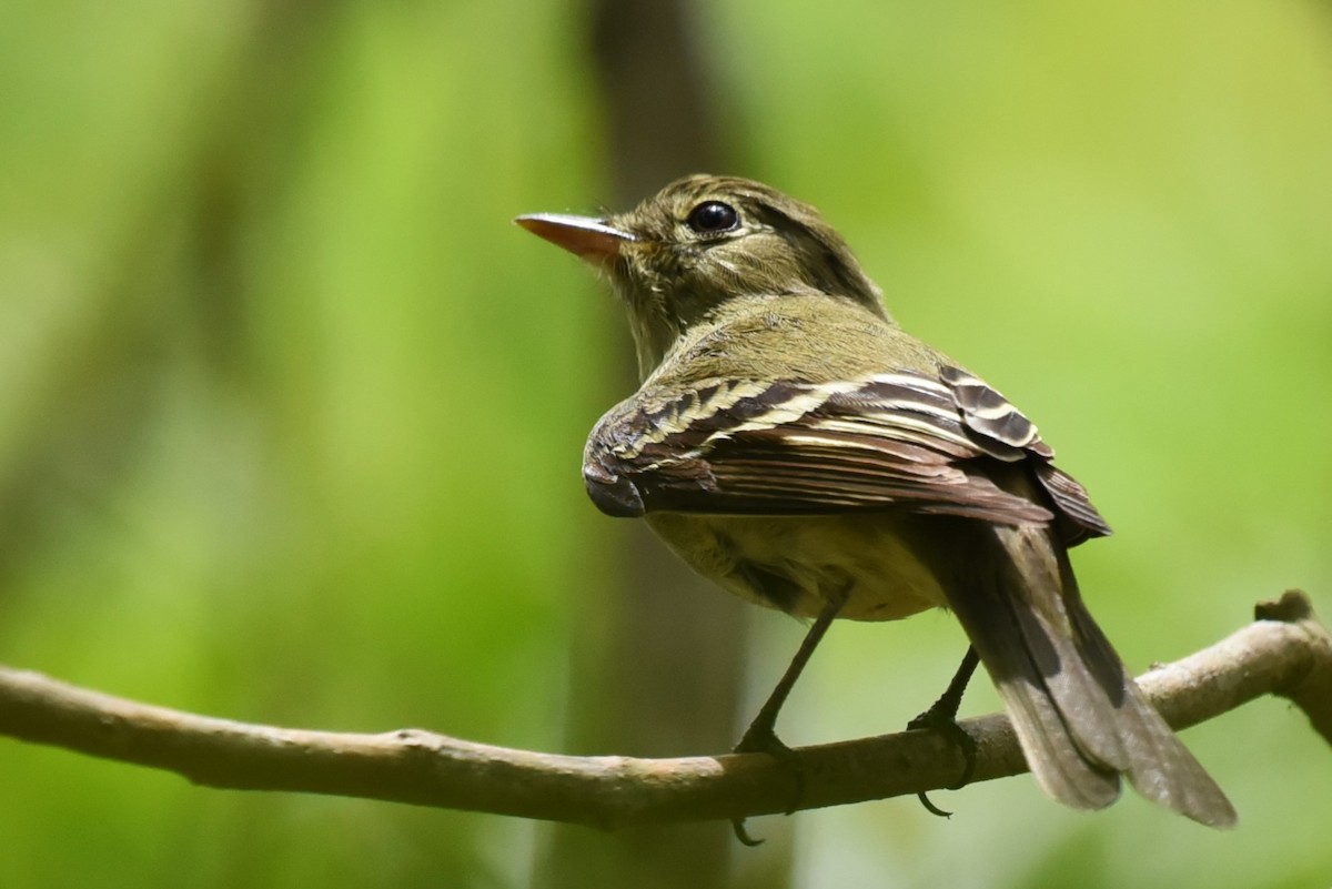 Yellow-bellied Flycatcher - Bruce Mast