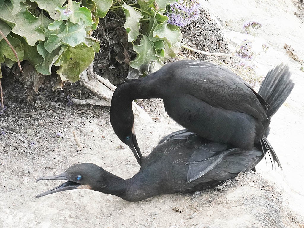 Brandt's Cormorant - Tom Haglund