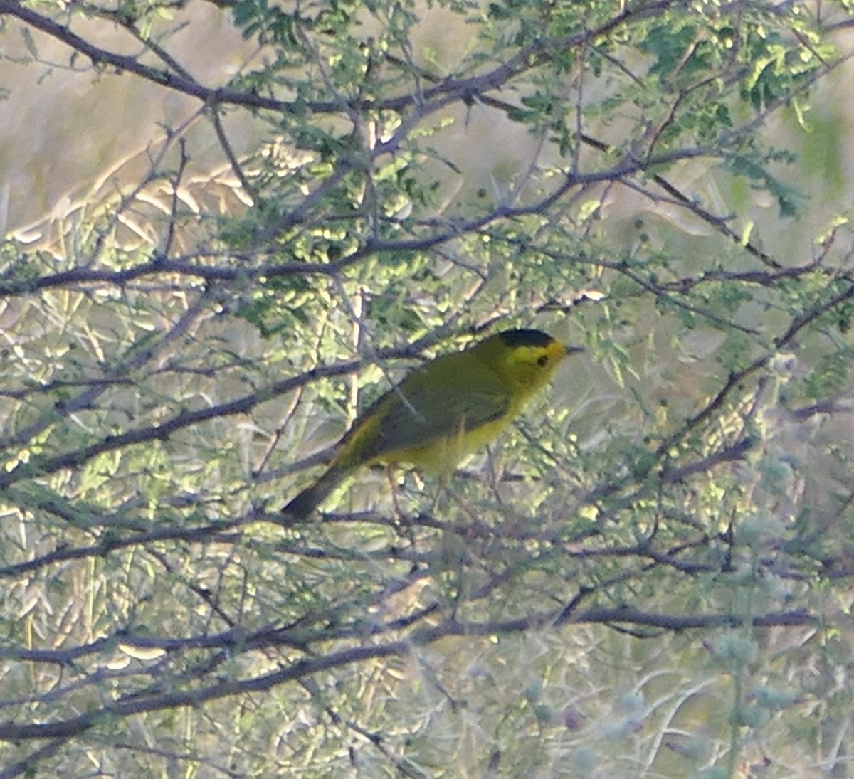 Wilson's Warbler - Melanie Barnett