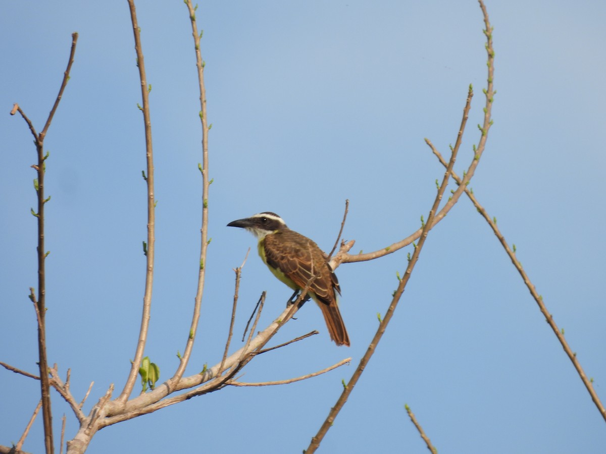 Boat-billed Flycatcher - Leandro Niebles Puello