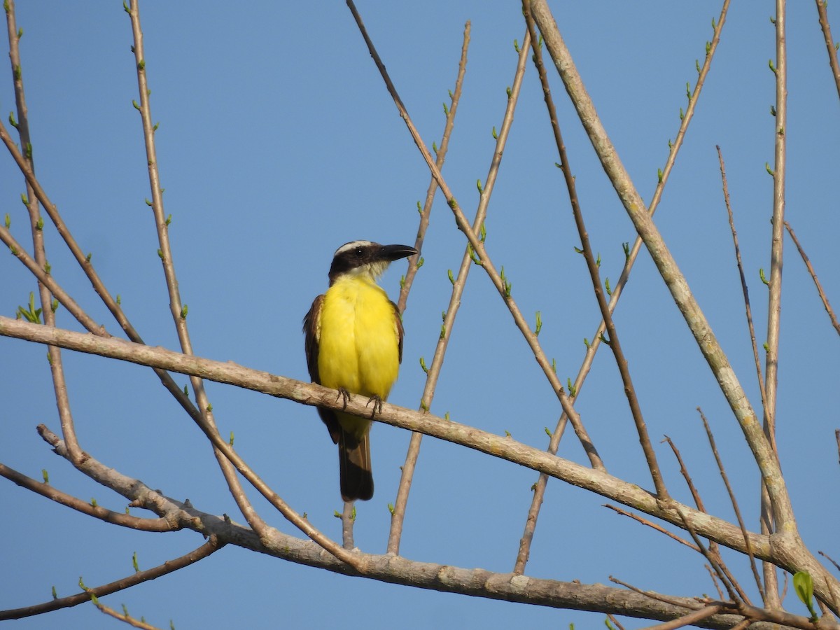 Boat-billed Flycatcher - Leandro Niebles Puello