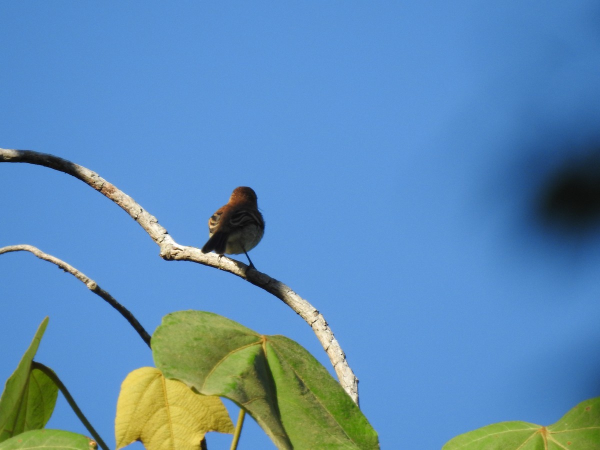 Bran-colored Flycatcher - Paula Peña-Amaya