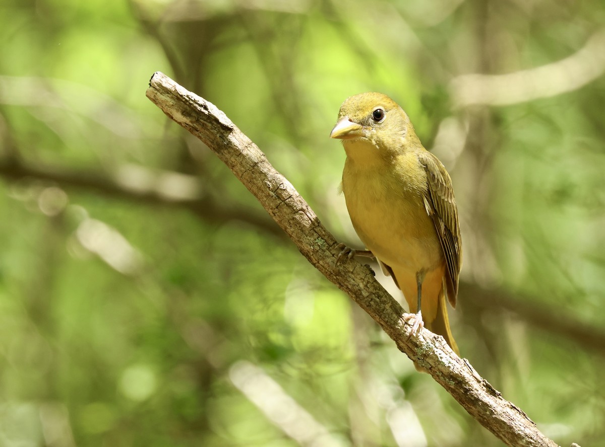 Summer Tanager - Grace Simms  🐦‍⬛