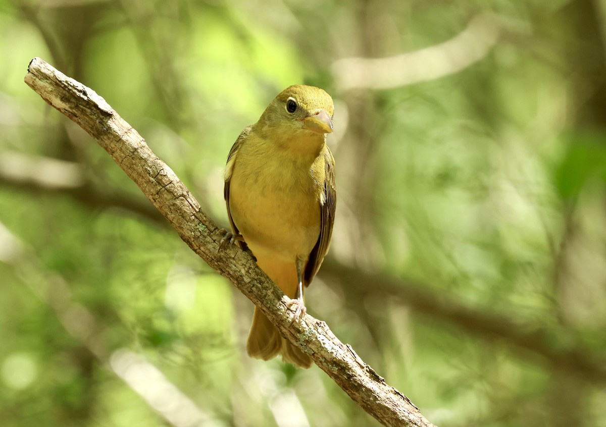 Summer Tanager - Grace Simms  🐦‍⬛