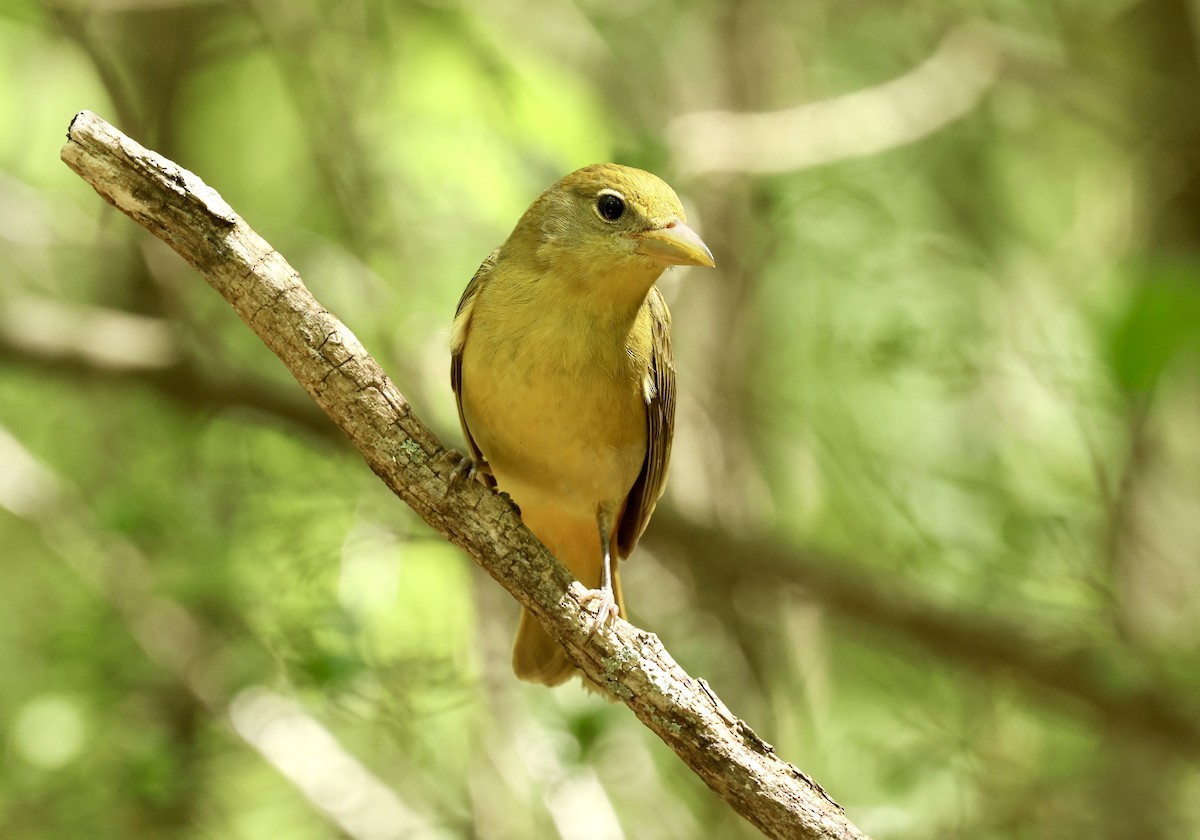 Summer Tanager - Grace Simms  🐦‍⬛