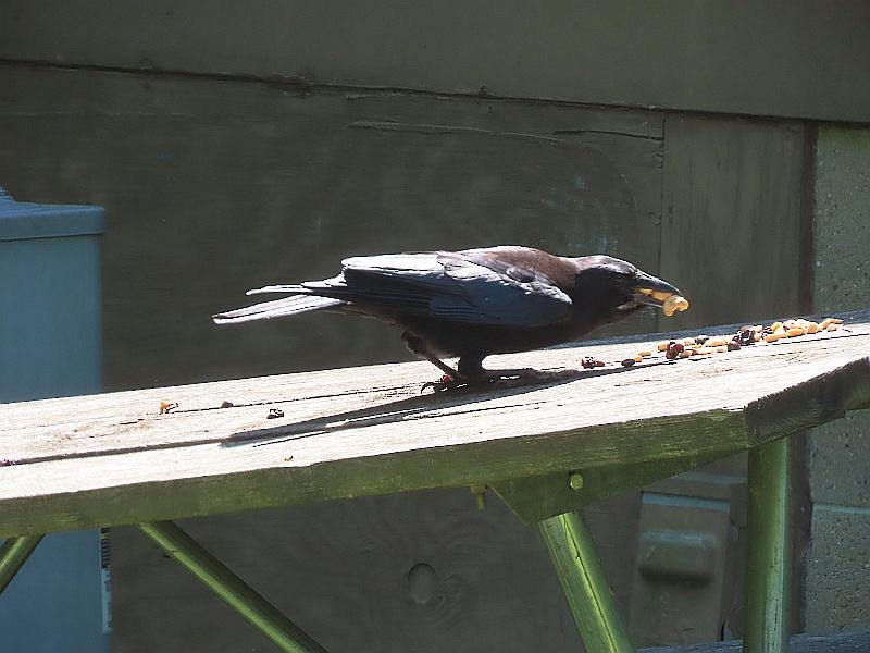 American Crow - Tracy The Birder