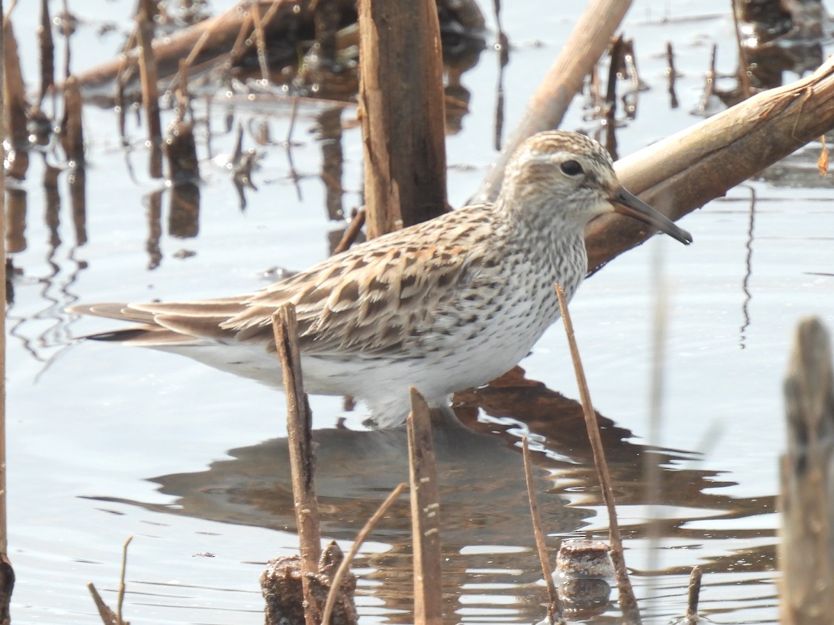 White-rumped Sandpiper - Cindy Leffelman