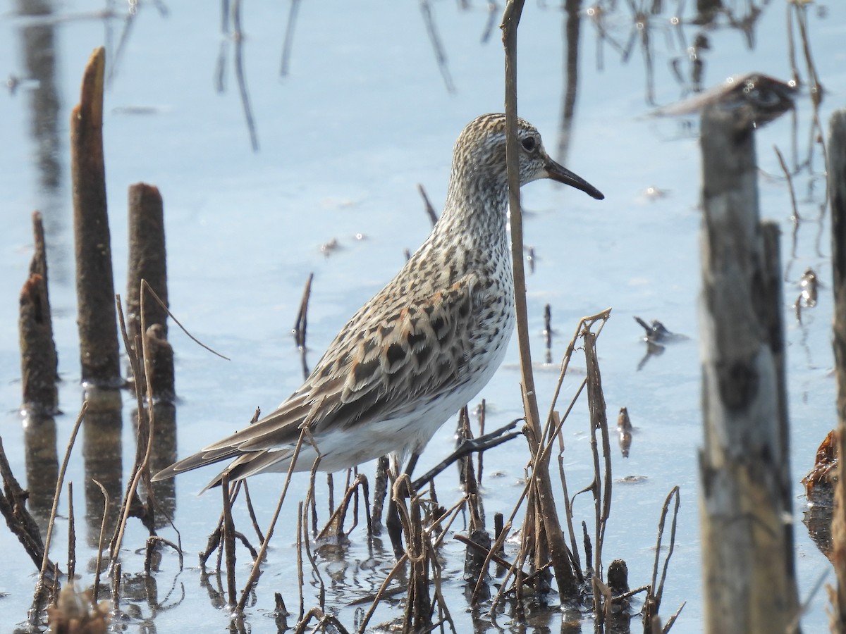 White-rumped Sandpiper - Cindy Leffelman