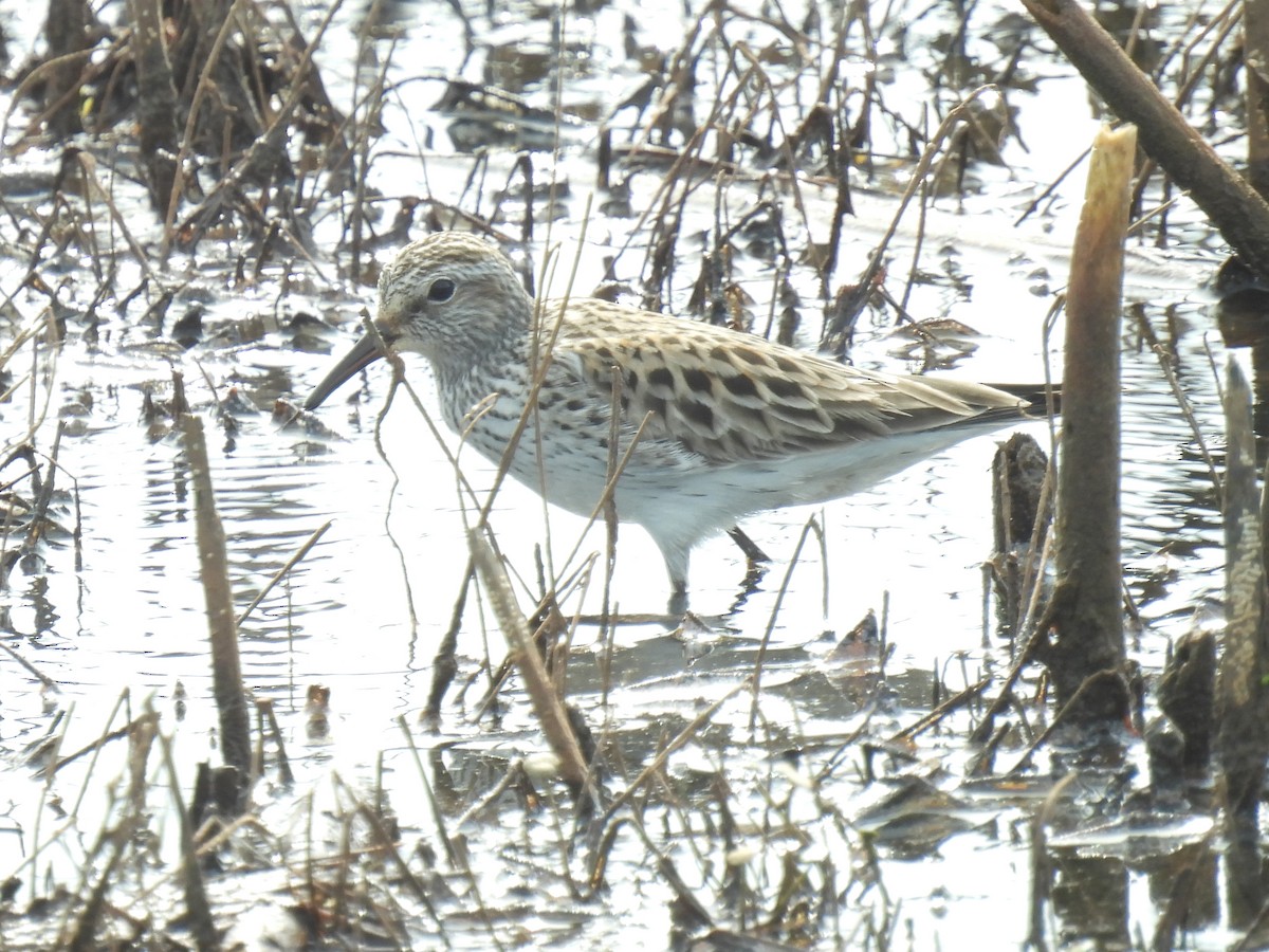 White-rumped Sandpiper - Cindy Leffelman