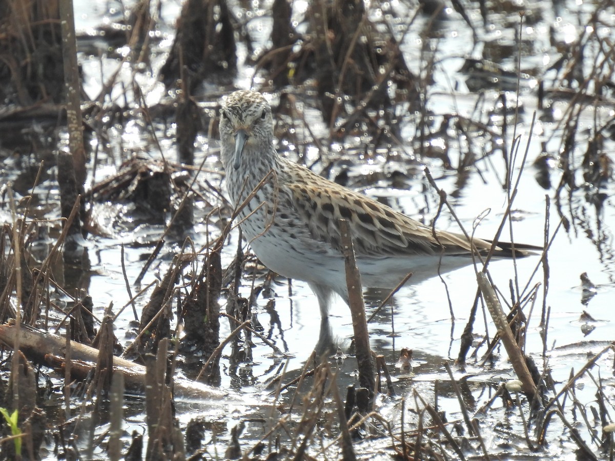 White-rumped Sandpiper - Cindy Leffelman