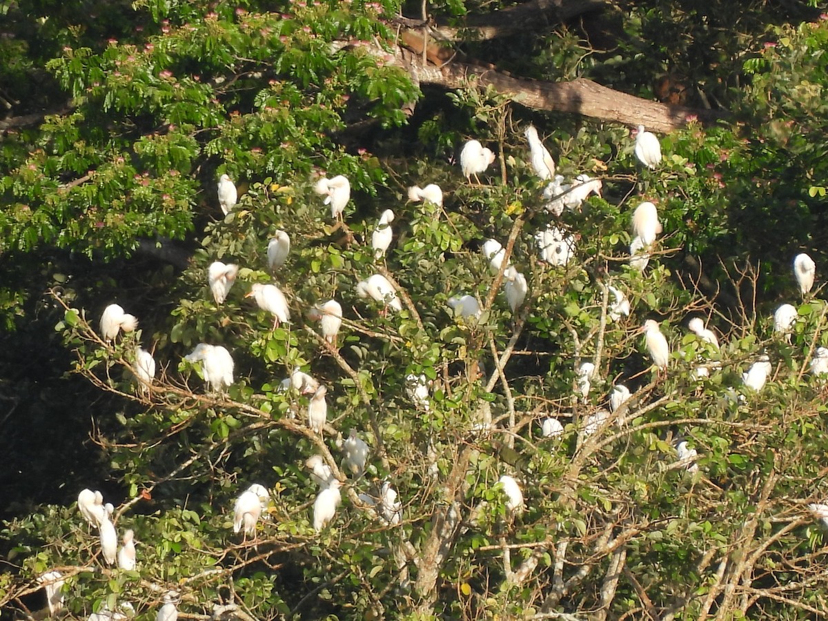 Western Cattle Egret - Leandro Niebles Puello