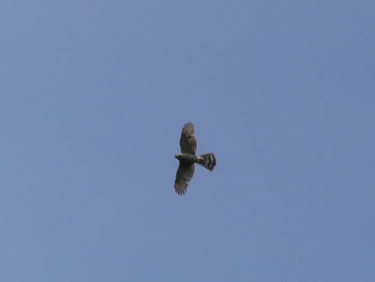 Red-shouldered Hawk - Diane Thériault