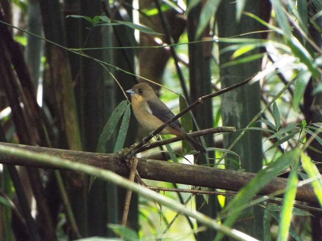 Black-goggled Tanager - Henrique Heidi Horiyshi