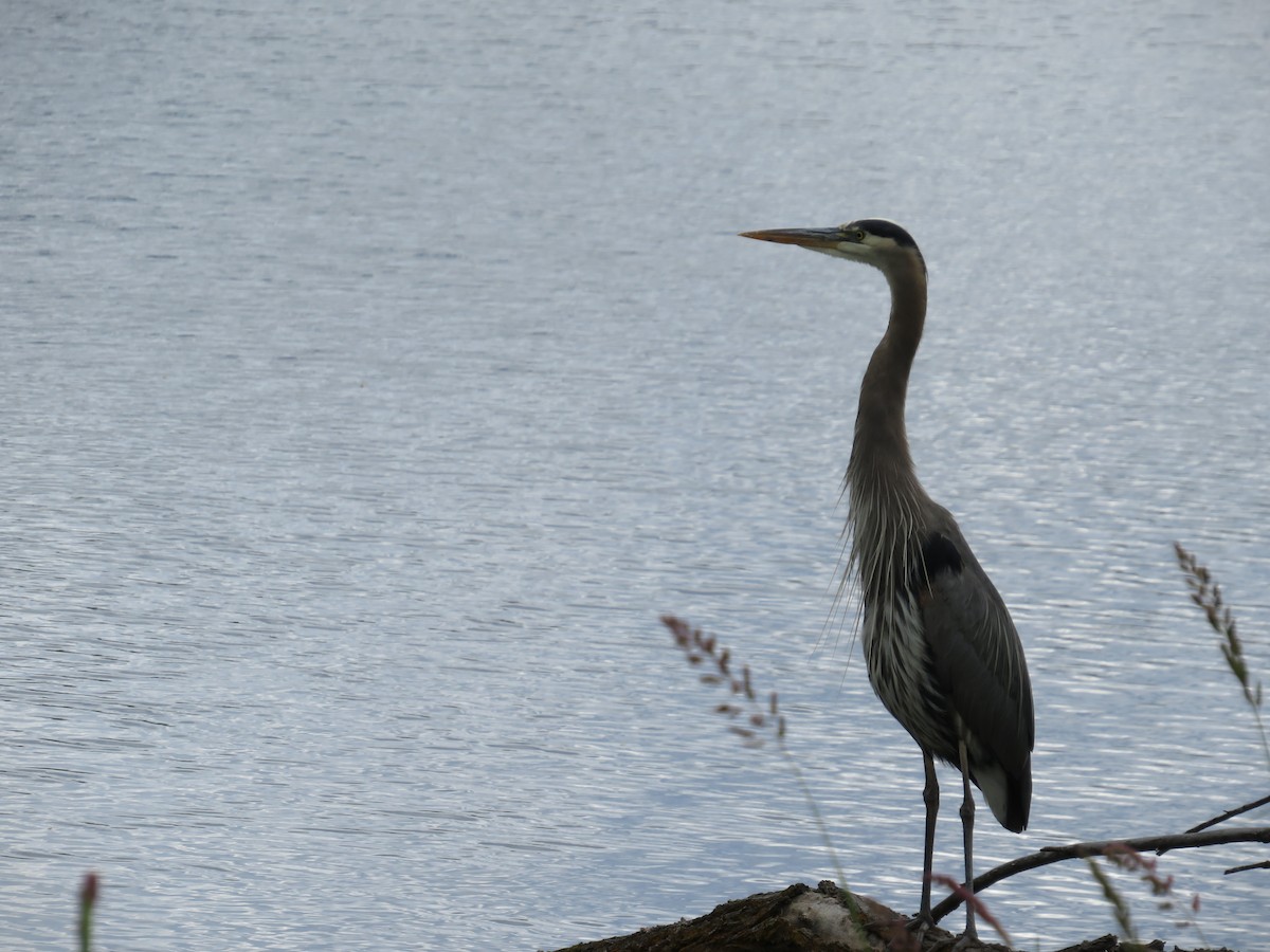 Great Blue Heron - ML619593137