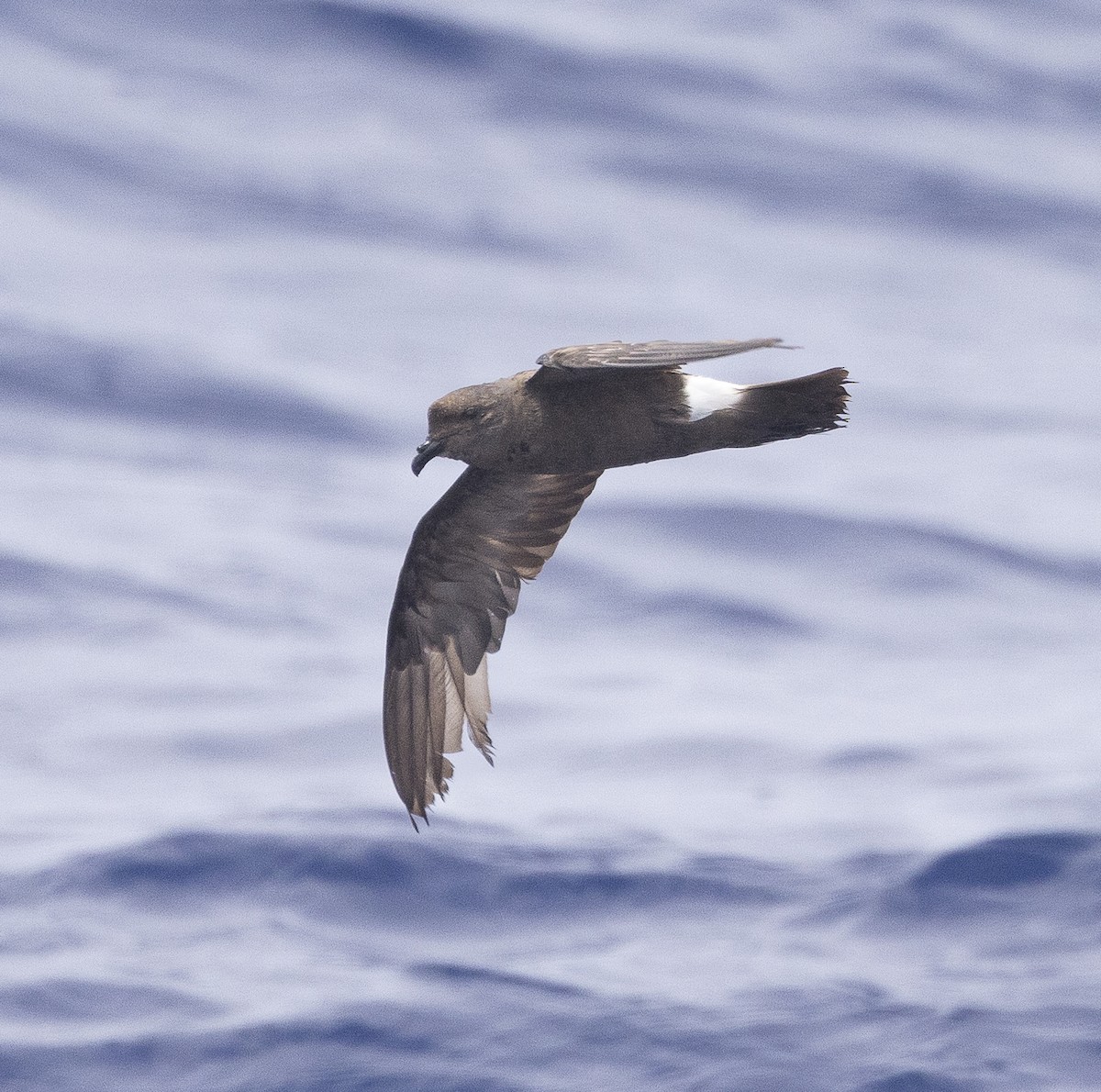 Band-rumped Storm-Petrel - Ed Corey