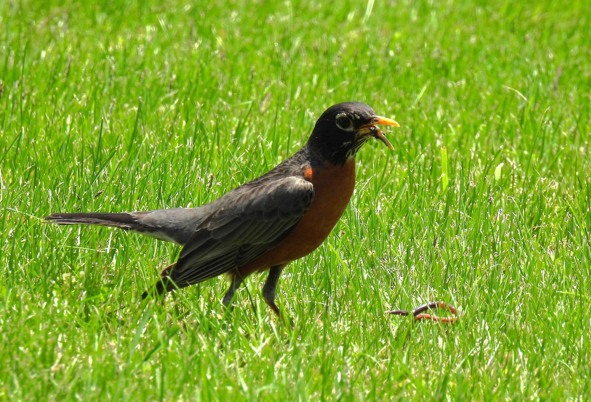 American Robin - Corvus 𓄿