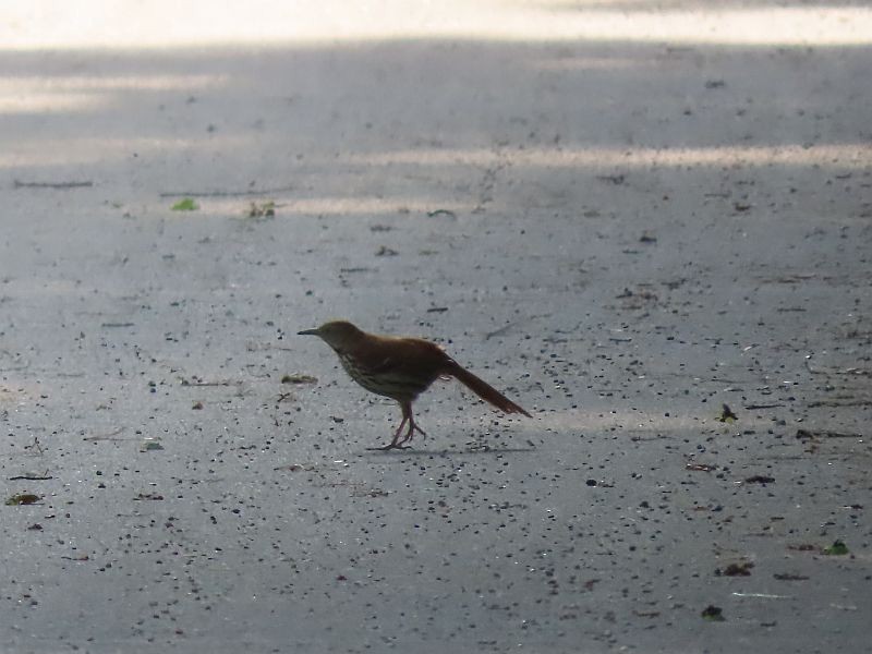 Brown Thrasher - Tracy The Birder