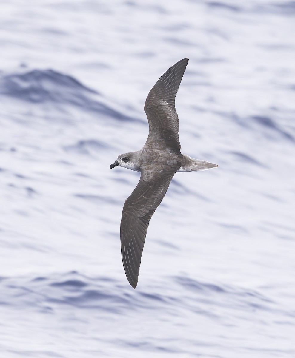 Fea's Petrel - Ed Corey