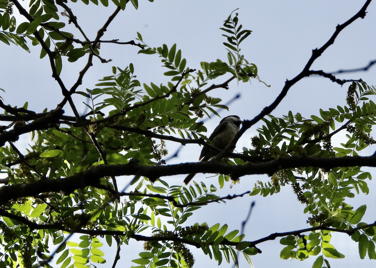 Black-capped Chickadee - Monica Rose