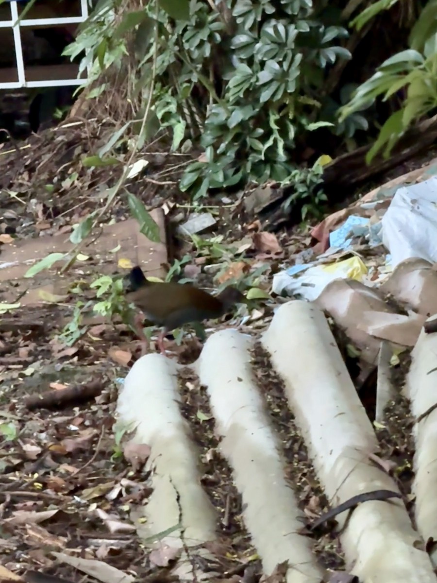 Slaty-breasted Wood-Rail - Clarisse Odebrecht