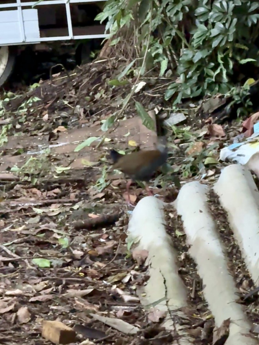 Slaty-breasted Wood-Rail - Clarisse Odebrecht