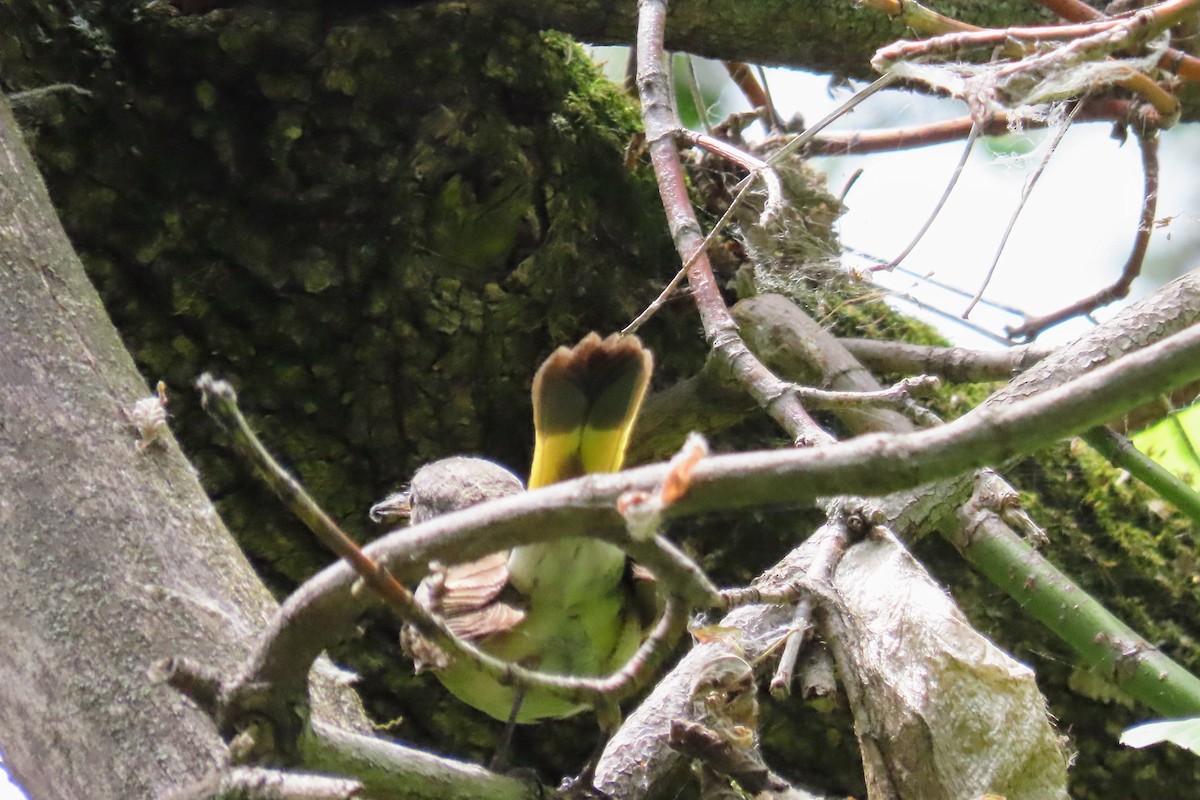 American Redstart - ML619593160