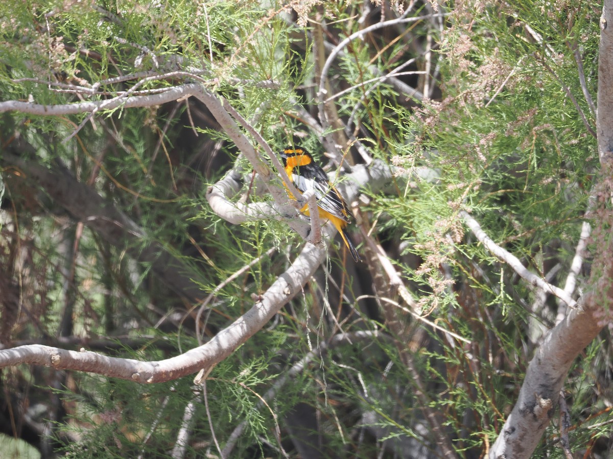 Bullock's Oriole - ML619593163