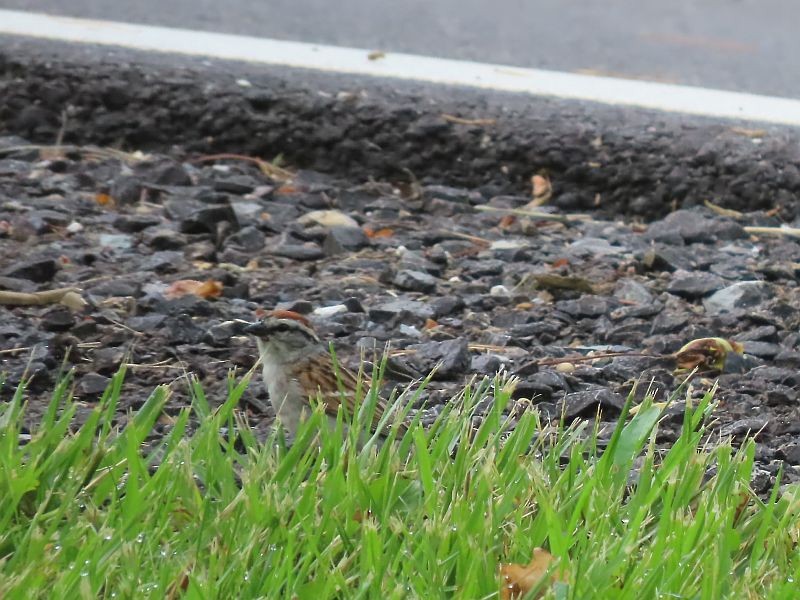 Chipping Sparrow - Tracy The Birder