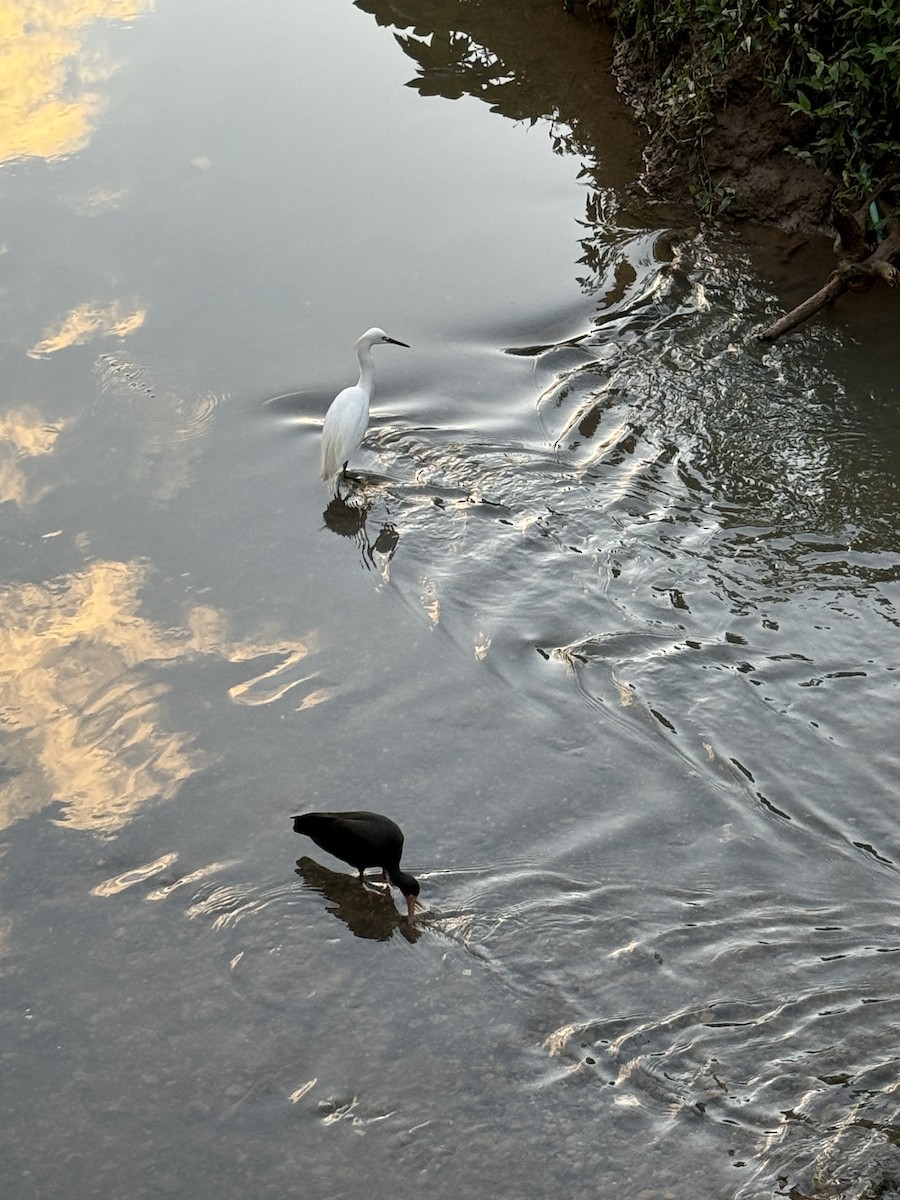 Snowy Egret - Clarisse Odebrecht