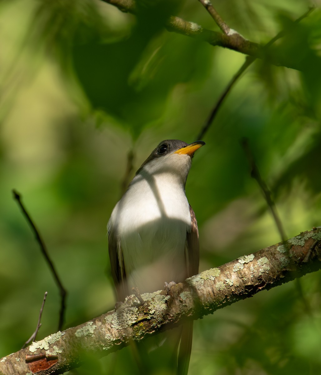 Yellow-billed Cuckoo - Alton Spencer