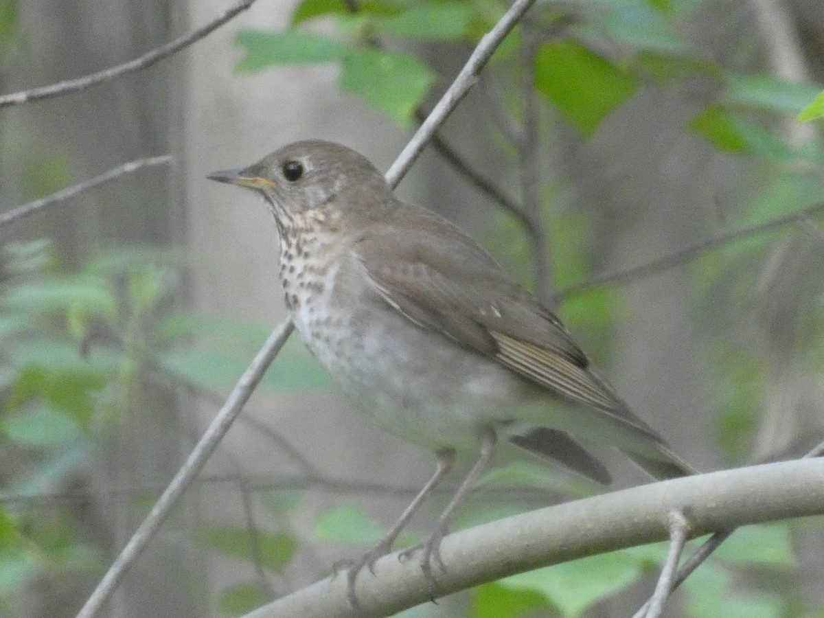 Gray-cheeked Thrush - ML619593177