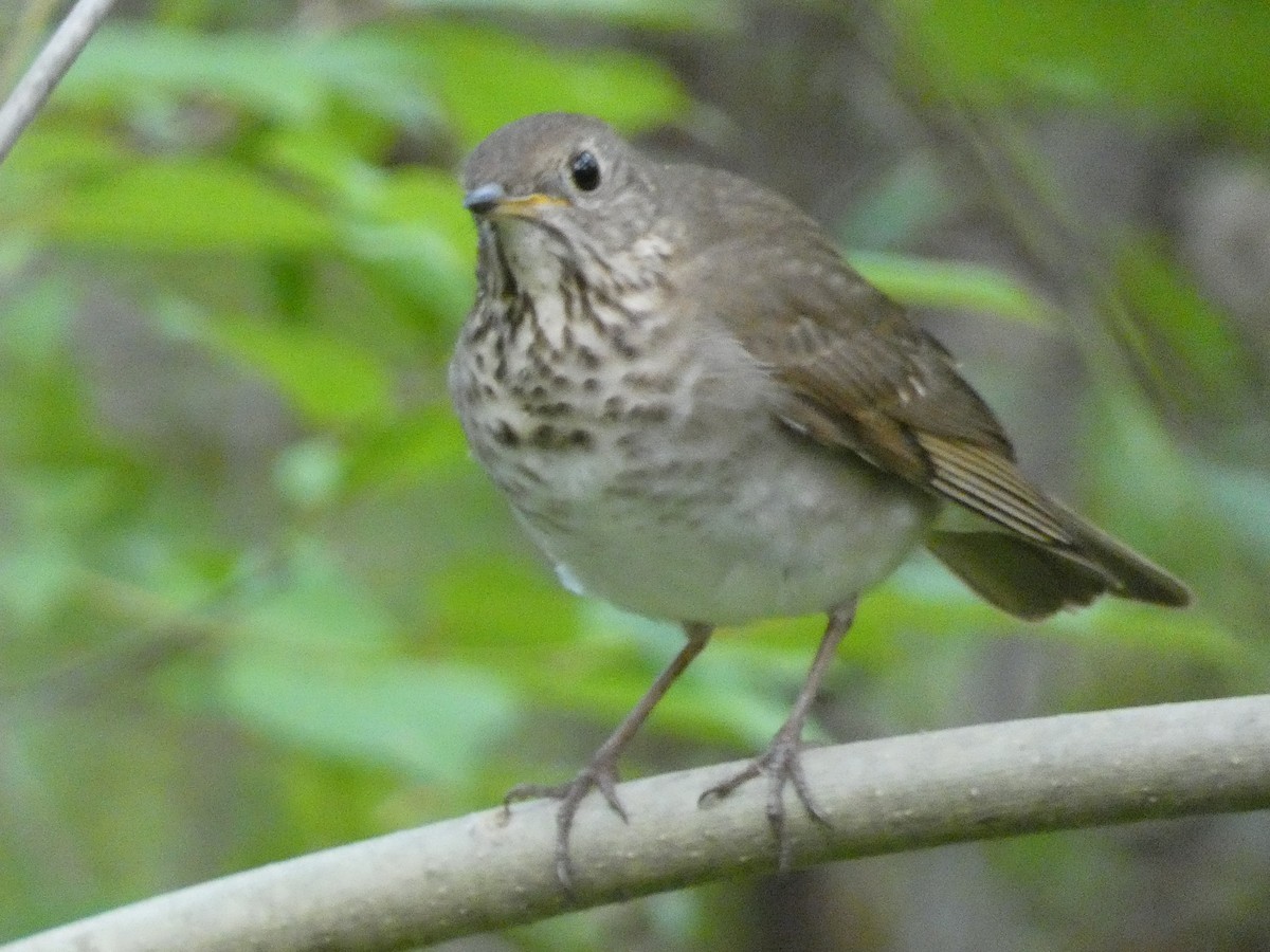 Gray-cheeked Thrush - William Buswell